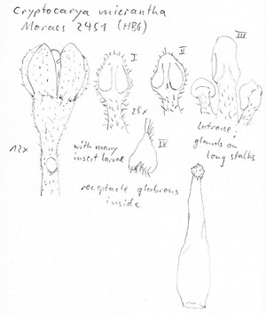 Vorschaubild Cryptocarya micrantha Meisn.